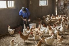 拉白痢、喜臥、腿瘸等大腸桿菌現(xiàn)象層出不窮？