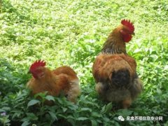 夏季高溫解暑抗應(yīng)激解決腸道菌群紊亂！！