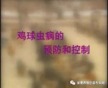 夏季球蟲到底該怎么預防治療？都在這里！