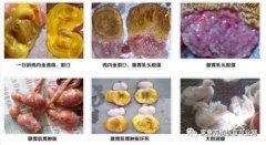 雞腺胃炎跟腸道混感?。夹g(shù)指導(dǎo)）