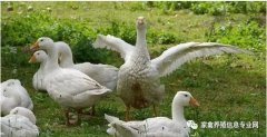 怎么治療鵝痛風(fēng)問(wèn)題？快進(jìn)來(lái)看看！