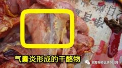 家禽氣囊炎其實(shí)不難治，找對(duì)方法最重要！